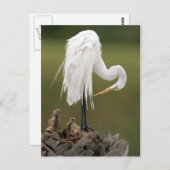 Great Egret Postkarte (Vorne/Hinten)