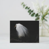 Great Egret Postkarte (Stehend Vorderseite)