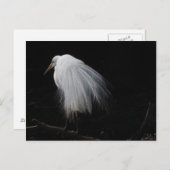 Great Egret Postkarte (Vorne/Hinten)