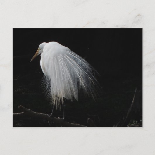Great Egret Postkarte (Vorderseite)