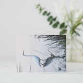 Great Egret Postkarte (Stehend Vorderseite)