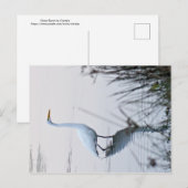 Great Egret Postkarte (Vorne/Hinten)