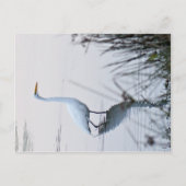 Great Egret Postkarte (Vorderseite)