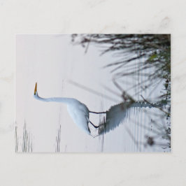 Great Egret Postkarte