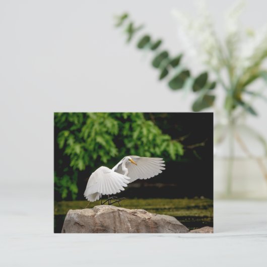 Great Egret Postkarte (Stehend Vorderseite)