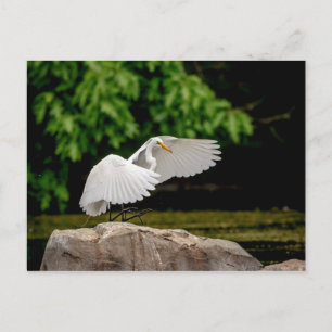 Great Egret Postkarte