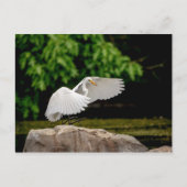 Great Egret Postkarte (Vorderseite)
