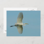 Great Egret Postkarte (Vorne/Hinten)