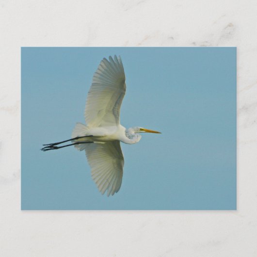 Great Egret Postkarte (Vorderseite)