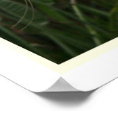 Great Egret Print Poster (Ecke)