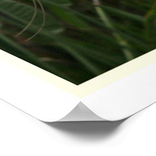 Great Egret Print Poster (Ecke)