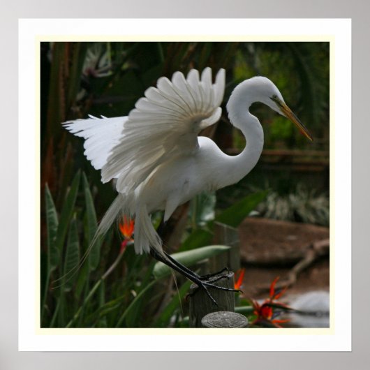 Great Egret Print Poster (Vorne)
