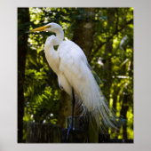 Great Egret Print Poster (Vorne)