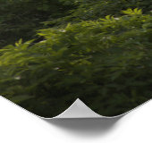 Great Egret Spreading Wings Poster (Ecke)
