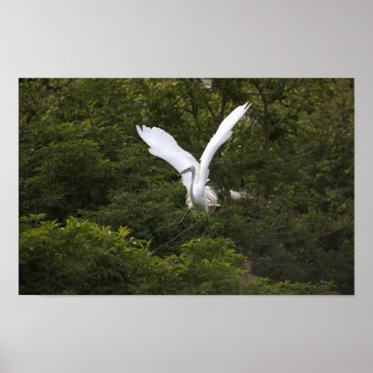 Great Egret Spreading Wings Poster (Vorne)