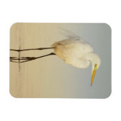 Great Egret Walking Magnet (Horizontal)