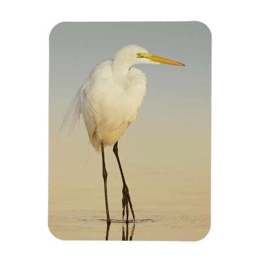 Great Egret Walking Magnet (Vertikal)
