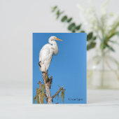 Great Egret Wildlife Series # 22 Postkarte (Stehend Vorderseite)