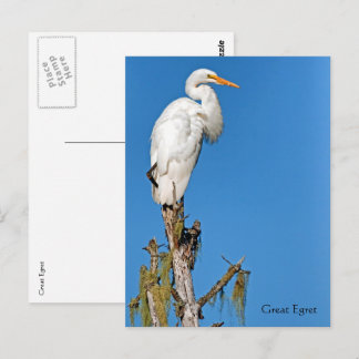 Great Egret Wildlife Series # 22 Postkarte