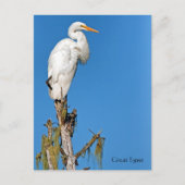 Great Egret Wildlife Series # 22 Postkarte (Vorderseite)