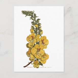 Great Flower Celsia Postkarte