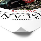 Great Frigate Bird Poster (Ecke)