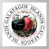 Great Frigate Bird Poster (Vorne)