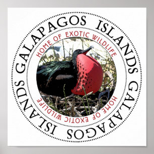 Great Frigate Bird Poster