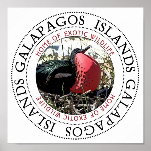 Great Frigate Bird Poster (Vorne)