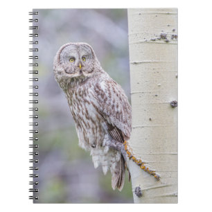 Great Gray Aspen Tree Branch Notizblock