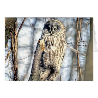 Great Gray Owl - Creamy Brown Watcher
