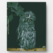 Great Gray Owl Plaque Fotoplatte (Vorderseite)