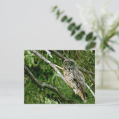 Great Gray Owl Post Card Postkarte (Stehend Vorderseite)