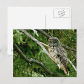 Great Gray Owl Post Card Postkarte (Vorne/Hinten)