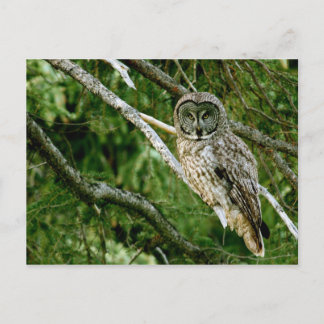 Great Gray Owl Post Card Postkarte