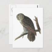 Great Gray Owl von Audubon Postkarte (Vorne/Hinten)