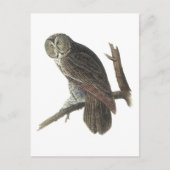 Great Gray Owl von Audubon Postkarte (Vorderseite)