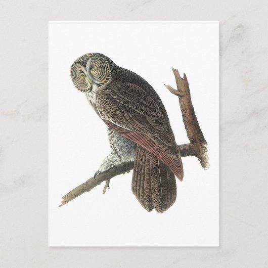 Great Gray Owl von Audubon Postkarte (Vorderseite)