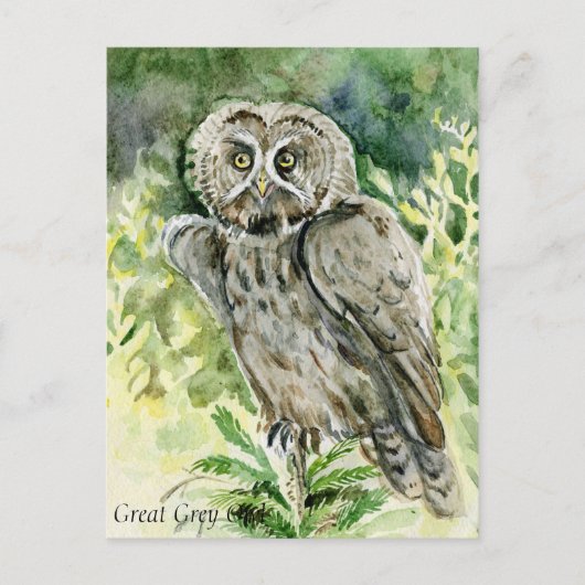 Great Gray Owl Wasserfarbe Postkarte (Vorderseite)