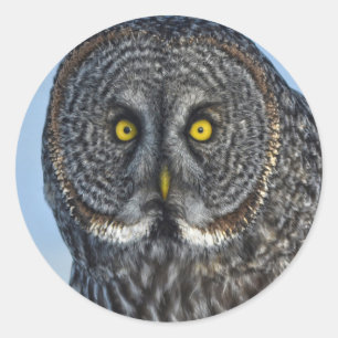 Great Gray Owl Wildlife Raptor Foto Runder Aufkleber