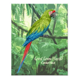 Great Green Macaw Costa Rica Design Fotodruck