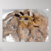 Great Horn Baboon Spider Poster (Vorne)