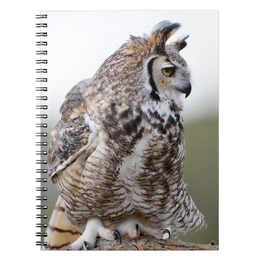 Great Horned Owl Foto 9x6 Notebook Notizblock (Vorderseite)