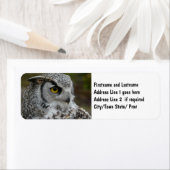 Great Horned Owl Fotograf (Insitu)