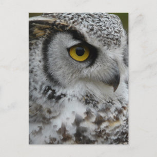 Great Horned Owl Fotograf Postkarte