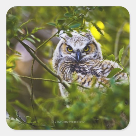 Great Horned Owlet Quadratischer Aufkleber (Vorderseite)