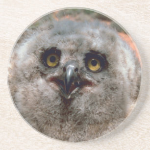 Great Horned Owlet Sandstein Untersetzer