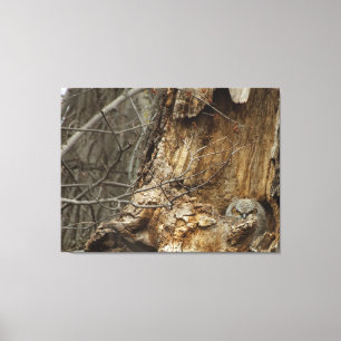 Great Horned Owlet - Wildlife Fotografy Leinwanddruck