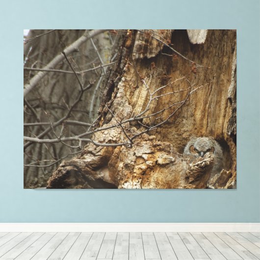 Great Horned Owlet - Wildlife Fotografy Leinwanddruck (Insitu (Holzboden))