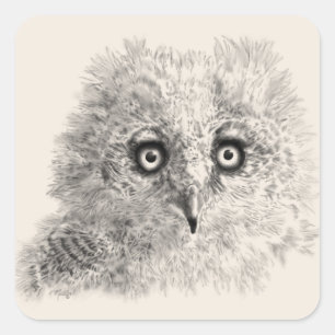 Great Horned Owlet Zeichnend Quadratischer Aufkleber